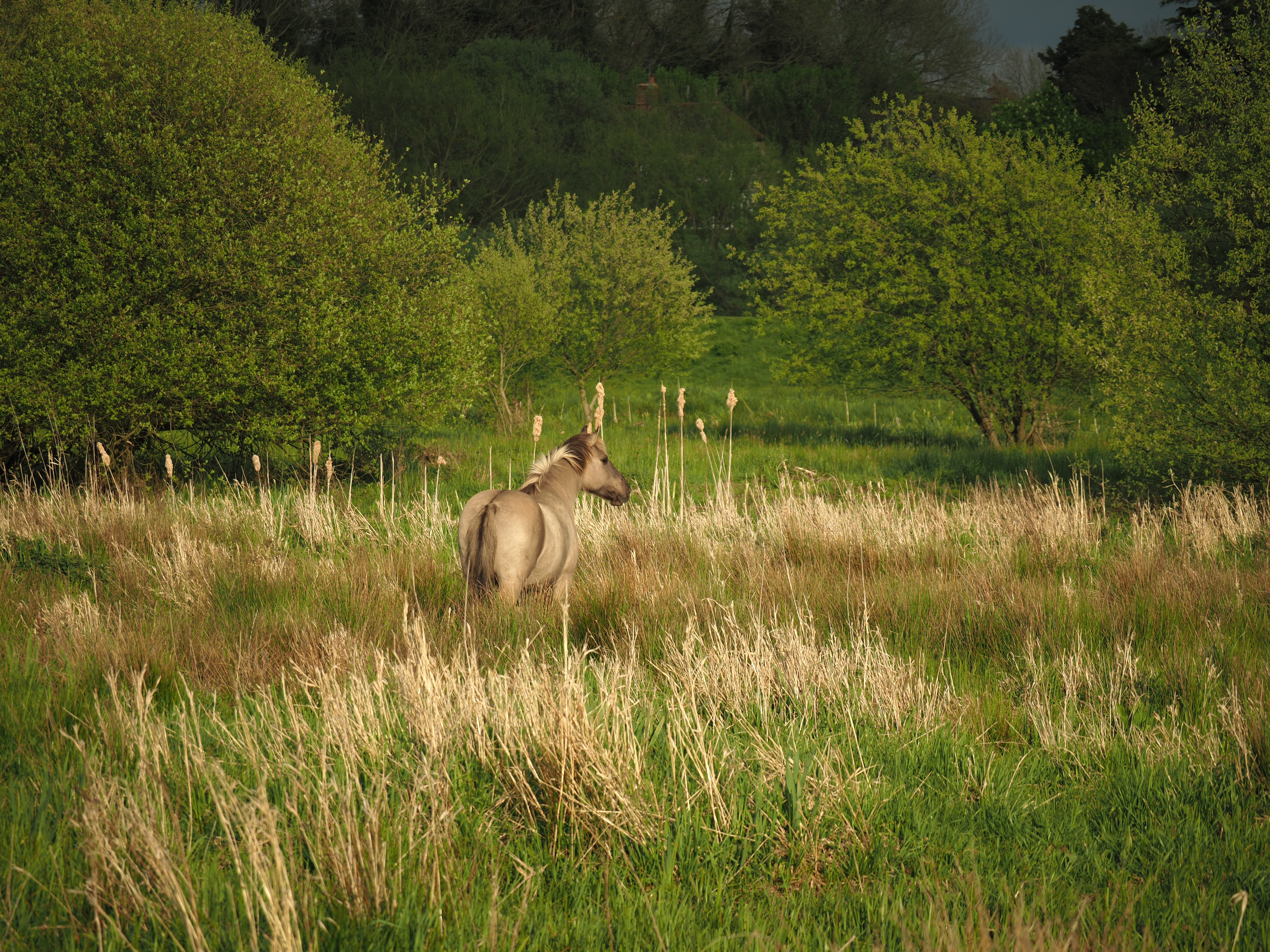 integrated land management: for equine and ecological health