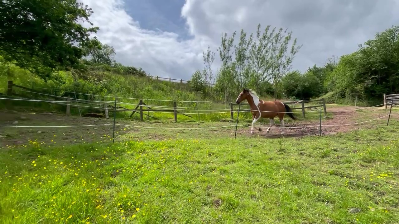Welsh Track Livery: Planning with Horses and Habitats in Mind
