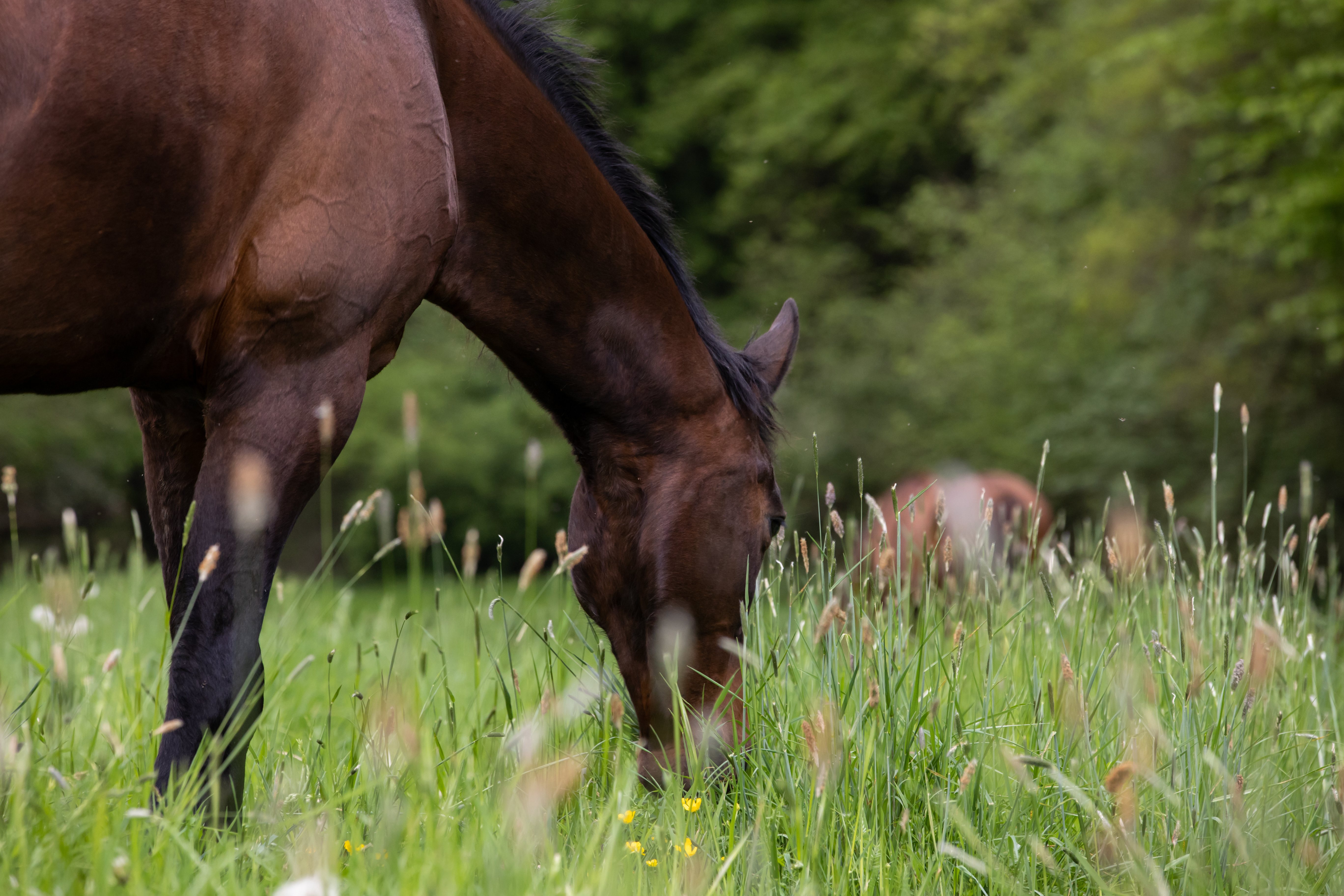 for equestrian landowners: environmental land mapping, sustainable track systems, grazing plans & ongoing monitoring