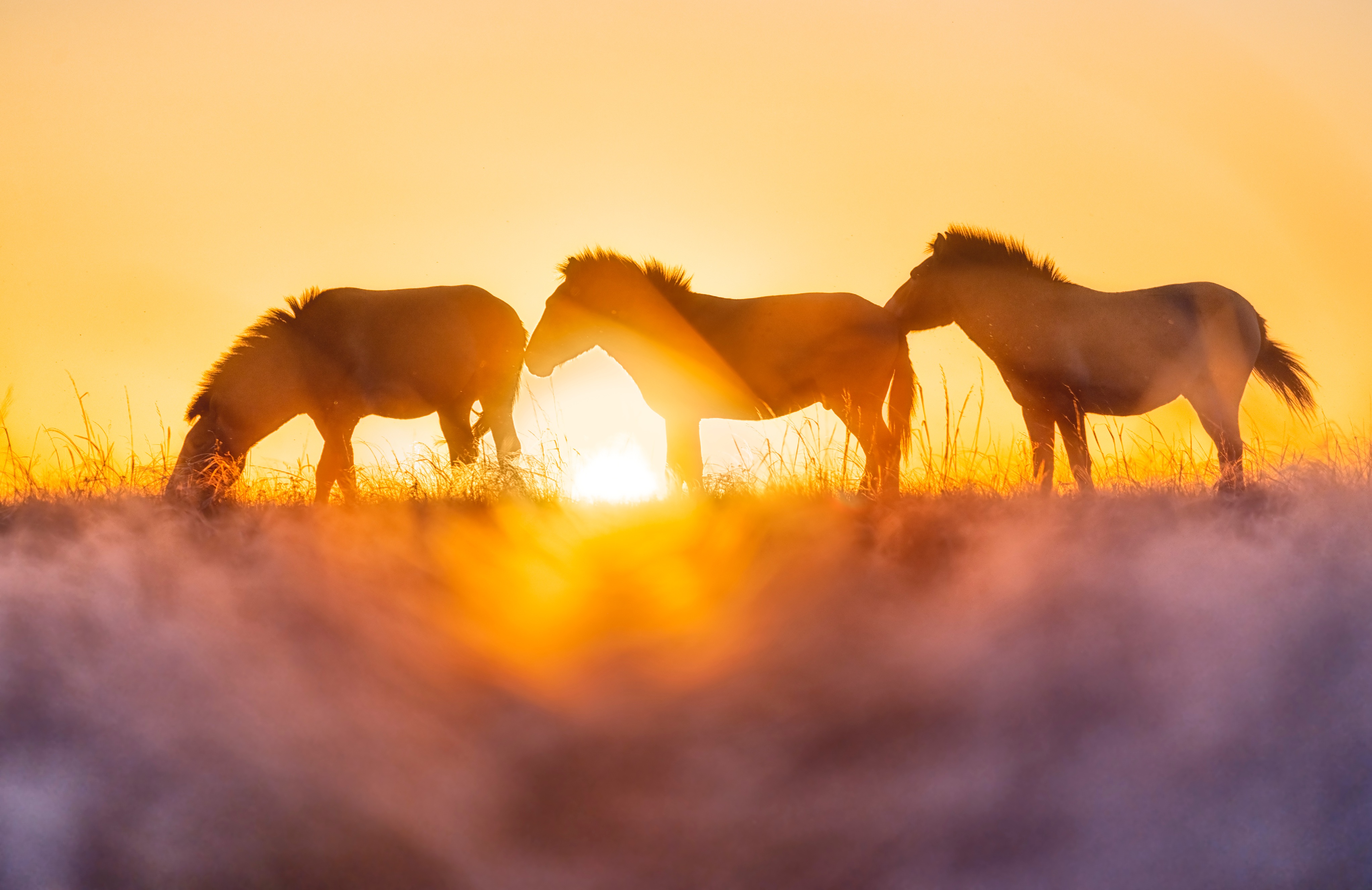 coaching services: Track system design, grazing planning, & land‑informed equine management
