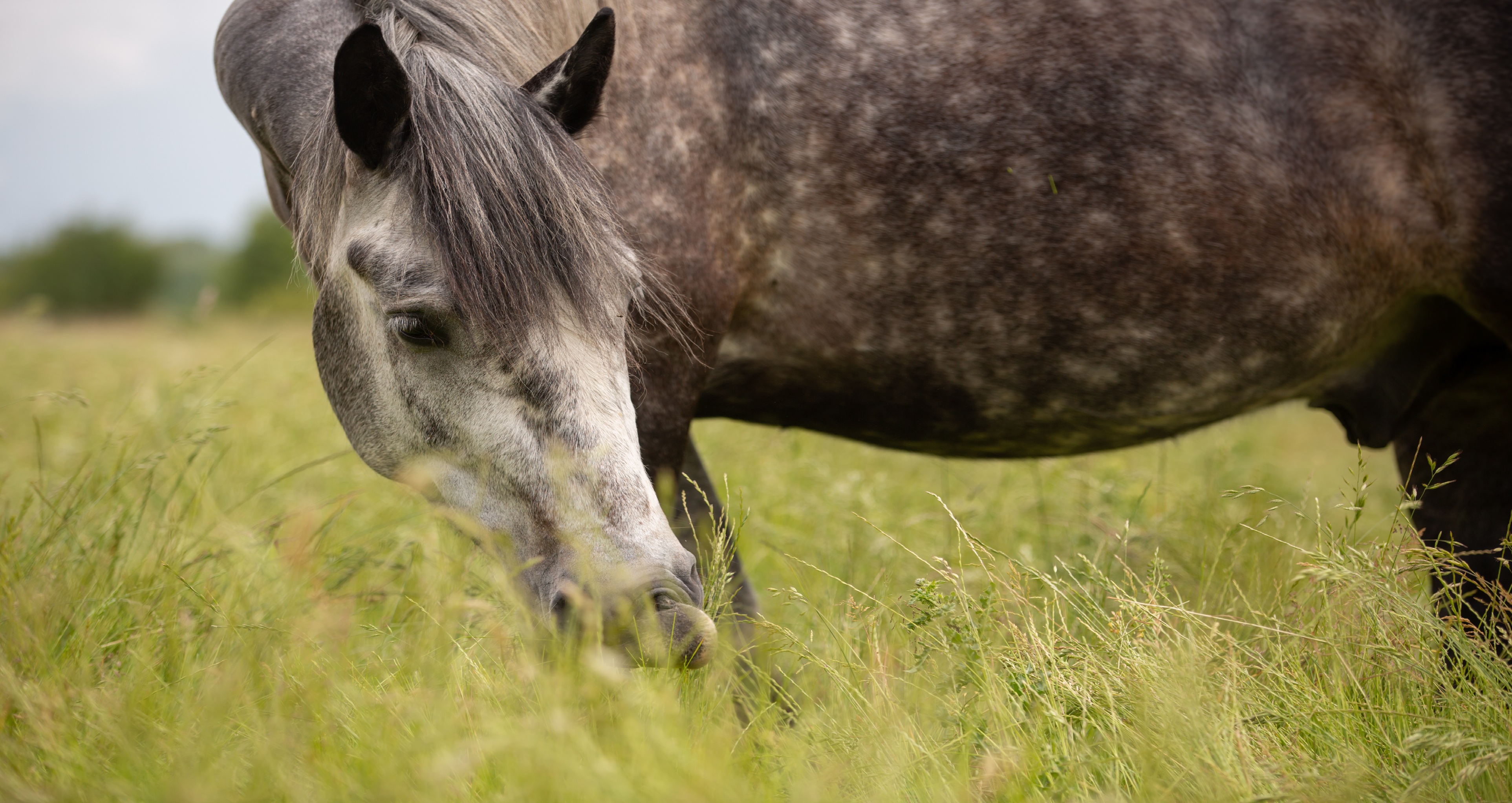training courses: evidence-led education in equine welfare, grazing systems, & land-informed management