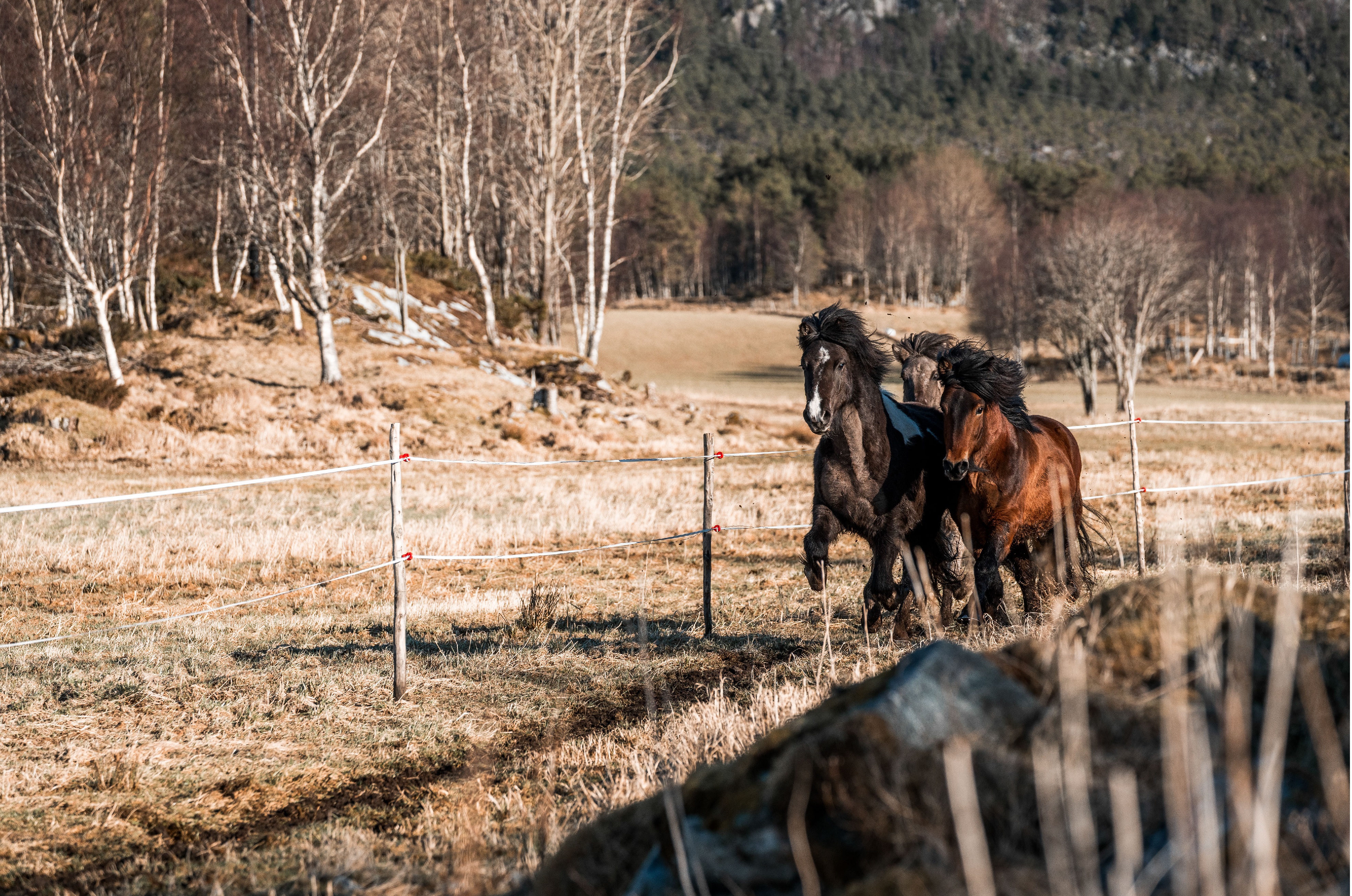 equine planning support: Ecological Surveys, BNG & Biodiversity Reporting