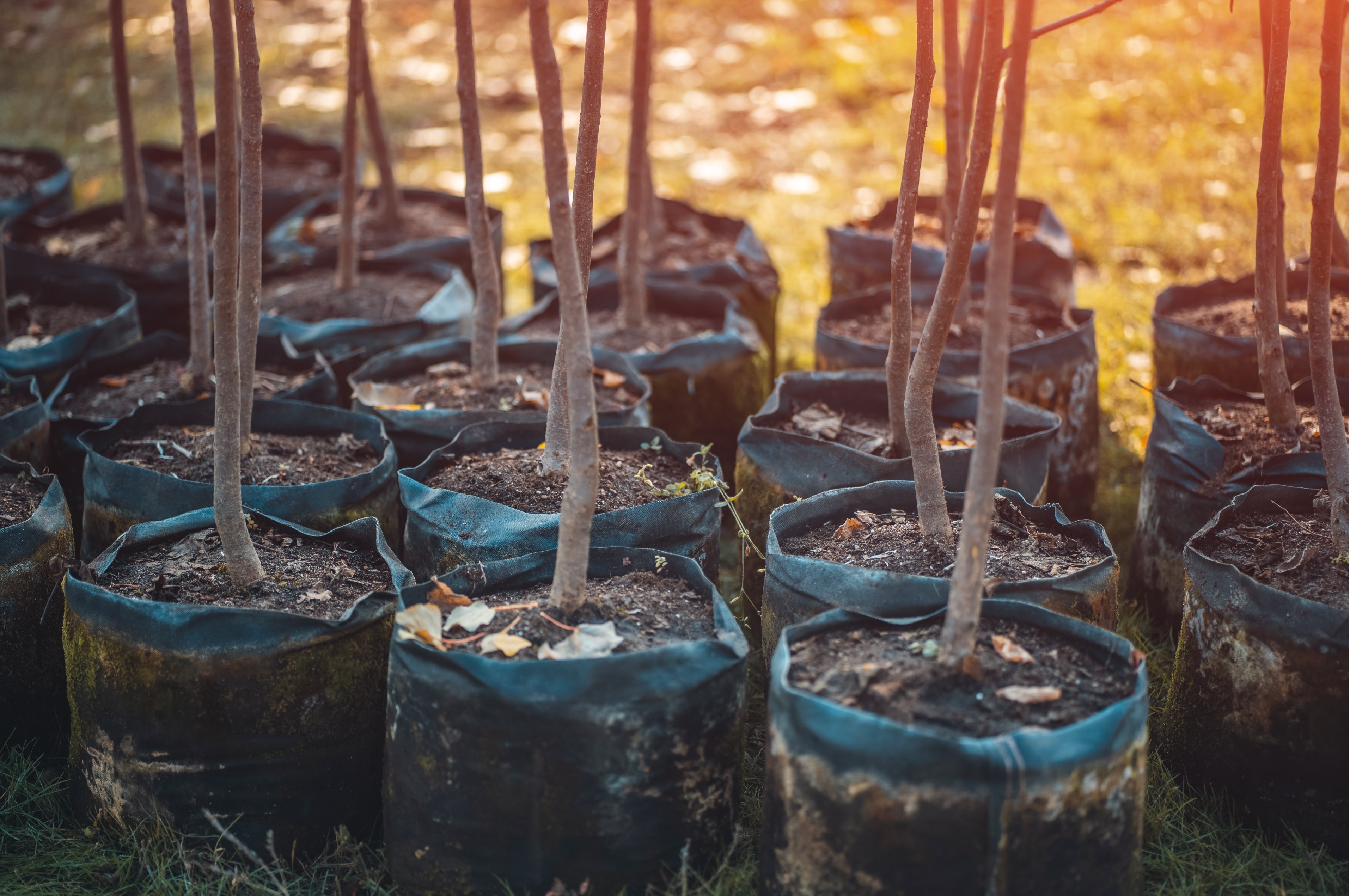 Natural Capital & Nature Markets: Funding, Carbon & Biodiversity Support
