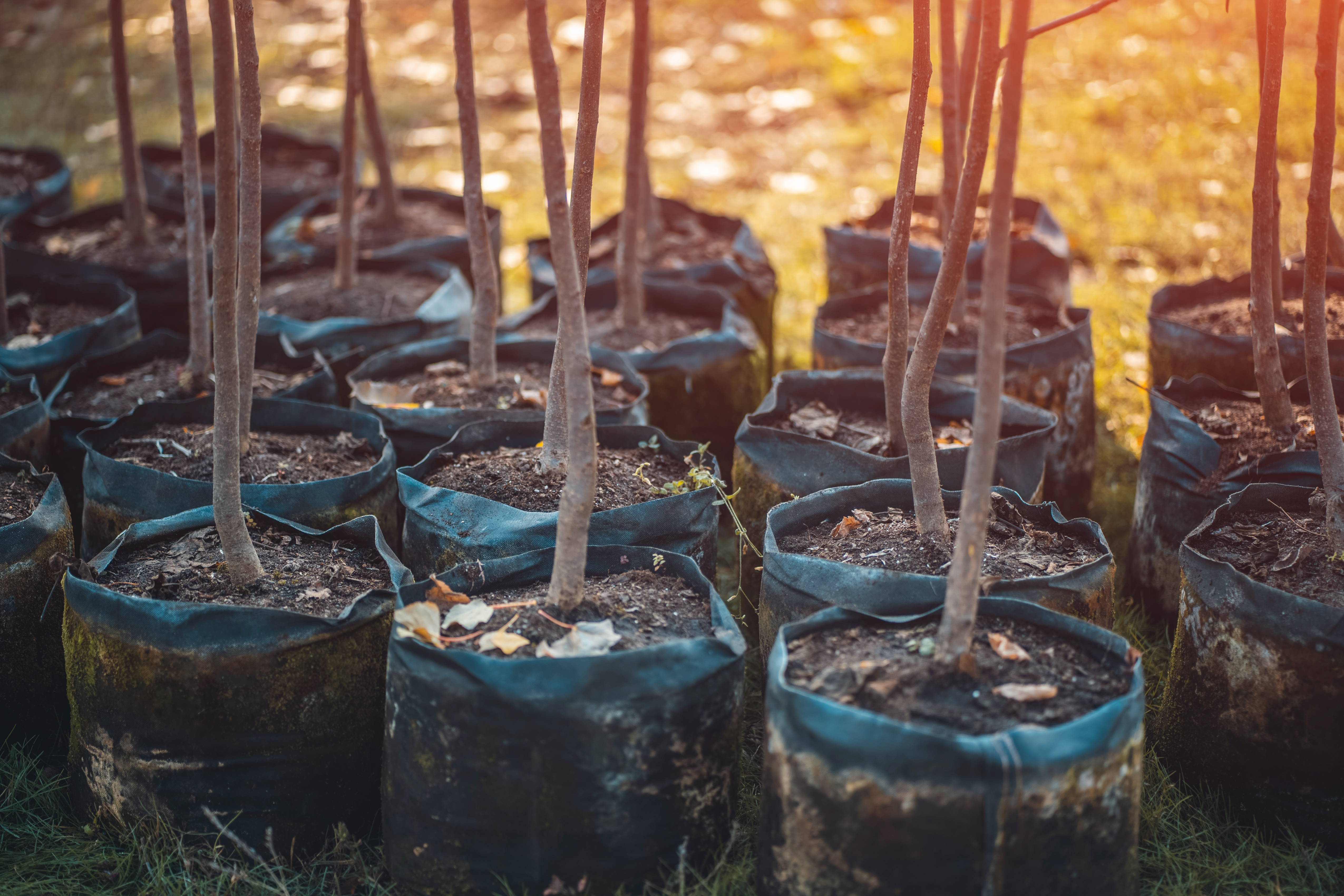 Natural Capital & Nature Markets: Funding, Carbon & Biodiversity Support